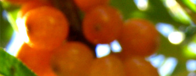 Rakitovec (Hippophae rhamnoides)